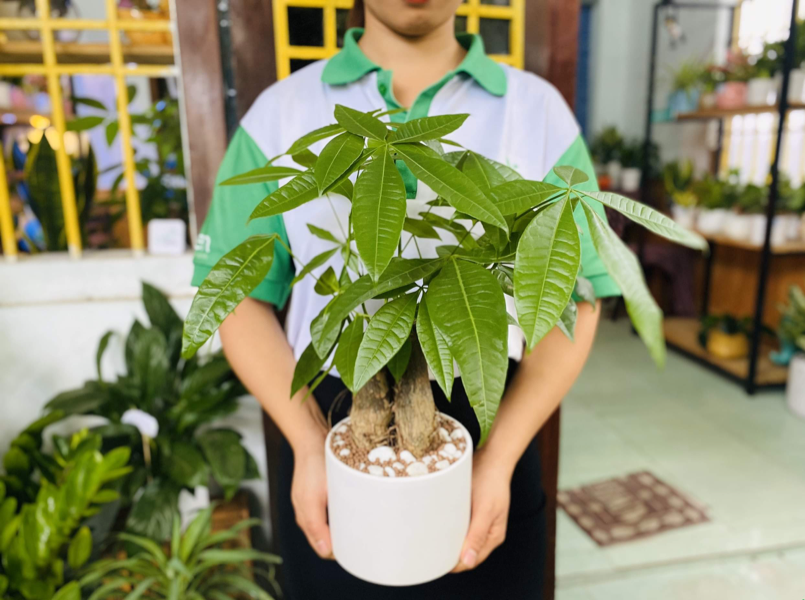 Minh hoa cac tong mau xanh la cay dam nhat phu hop voi nguoi menh Moc trong phong thuy